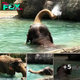 Elephants Make a Splash: Cincinnati Zoo’s Gentle Giants Love Pool Time