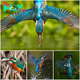 The vivid and beautiful moments of the kingfisher.