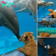 Liger Cub Meets Dolphins: A Charming Encounter at Shenzhen Safari Park