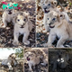 World’s First Lion Cubs Born via Artificial Insemination Ignite Conservation Hope and Debate