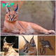 Caracal – The World’s Majestic Black-Eared Lynx