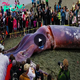 Revealing the titans: Spain’s extraordinary ecosystem releases massive 4.5-tonne giant squid