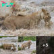 A Mother’s Courage: Lioness Rescues Cub from Raging River