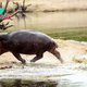 Trotting hippos can 'fly,' but only in 0.3-second bursts, study finds