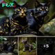 Newly Discovered Cat Species with Mesmerizing Patterns Will Leave You Spellbound