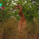 Severely injured giraffe with 'very twisted' zigzag neck spotted in South Africa
