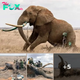 Against All Odds: The Incredible Recovery of Wide Satao, Kenya’s Treasured ‘Big Tusker’ Elephant