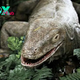 Research reveals Komodo dragons use Iron-coated teeth to hunt