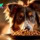 Emerging Trends in Pet Food and Nutrition Whats Best for Your Furry Friend