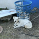 QT Rescuers find a dog tied to a laundry basket and, shortly after, notice little eyes watching them. – Newspaper World
