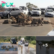 Lions Take Over South African Highway, Creating a Wild Morning Commute