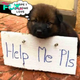 Una angustiosa llamada de ayuda: la miseria ignorada de un perro abandonado.hanh