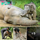 Heartwarming Bond: Keeper Brings Comfort to Orphaned Baby Elephant in Malaysian Borneo