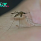 U.S. Health Departments Warn About Mosquitoes Testing Positive for West Nile Virus