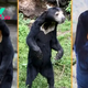 Sun bear: The little carnivores that look so similar to humans they've been mistaken for people wearing costumes