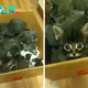 SOT.Emotional Farewell: Tears Flow as Mother Cat Lucy Leaves Her Kittens for a New Home.SOT