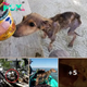 Heartwarming Rescue: Man Saves Starving Dog Stranded on Deserted Island