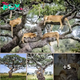 Unbelievable: Lion Pride Takes to the Trees to Escape Pesky Flies