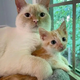 SOT.Inseparable Companions: Rescued Kitten Finds Best Friend in Family Cat.SOT
