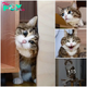 Discover the Delightful Cat with Hilarious Expressions, Triumphing Over Surprising Challenges