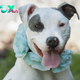 Gimme’ Shelter:  Chula at Providence Animal Control Center