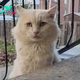 SOT.Couple Finds Lonely Neighborhood Cat: Months of Trust-Building Lead to a New Beginning.SOT