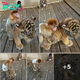 Heartwarming Bond: Baby Monkey and Tiger Cub Forge Unlikely Friendship