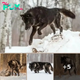 Stunning Encounter: Photographer Captures Rare Moment with Minnesota’s Black Wolf!