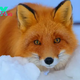 The Enigmatic Fox: Adaptability, Intelligence, and Cultural Significance H21