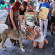 Turkey Passes ‘Massacre Law’ to Remove Stray Dogs From Streets