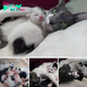 SOT.From Helpless to Heroic: Rescued Cat Blossoms as Devoted Mom to Six Kittens.SOT