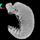 'My jaw just dropped': 500 million-year-old larva fossil found with brain preserved