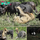 Dramatic Encounter: Buffalo Herd Counterattacks Aging Lion