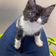 SOT. (VIDEO) The Miracle of Love: One-Eyed Kitten with Heart Condition Finds Forever Home.SOT