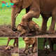 A mother’s determination: Elephant rescues baby trapped in mud