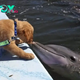 Aww A dolphin awaits a tender kiss from its golden retriever friend, and their photo goes viral.