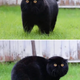 SOT.Mystical Black Cats: Exploring Their Enchanting Charisma.SOT