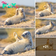 Adorable Seal Pup Waves To The Camera While Sunbathing