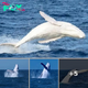 Legendary all-white whale Migaloo spotted off the coast of Australia