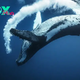 Whales: Giants of the Ocean and Key Players in Marine Ecosystems H12