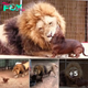 Onlookers Panicked When Tiny Wiener Dog Got Too Close To A Massive 500lb Lion