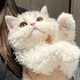 SOT.Lisa the Curly-Coated Cat: An Adorable Princess Winning Hearts.SOT