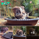 Sweet little owl enjoying her birdbath before flying into the day