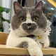 Heart of Gold: The Beloved Cat Captivating Social Media with Perfection H17