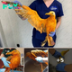 Rescuers find ‘exotic’ orange bird, later discover it’s a seagull covered in curry