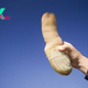 Pacific geoduck: The large, phallic clam that can live longer than 165 years