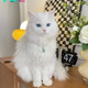 SOT.Striking Beauty: The Elegant Contrast of a Cat with Blue Eyes and White Fur.SOT