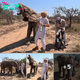 Baby Elephant Gulping Milk From A Giant Bottle Is The Cutest Thing Ever