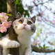 SOT.Cats and Cherry Blossoms: The Captivating Charm of Whiskers and Blooms.SOT