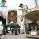 These Are the CDC’s New Rules for Flying With Your Dog